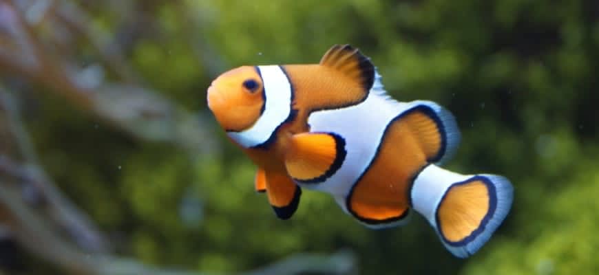 Clown fish